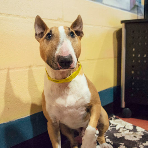 A dog sits indoors in a kennel area